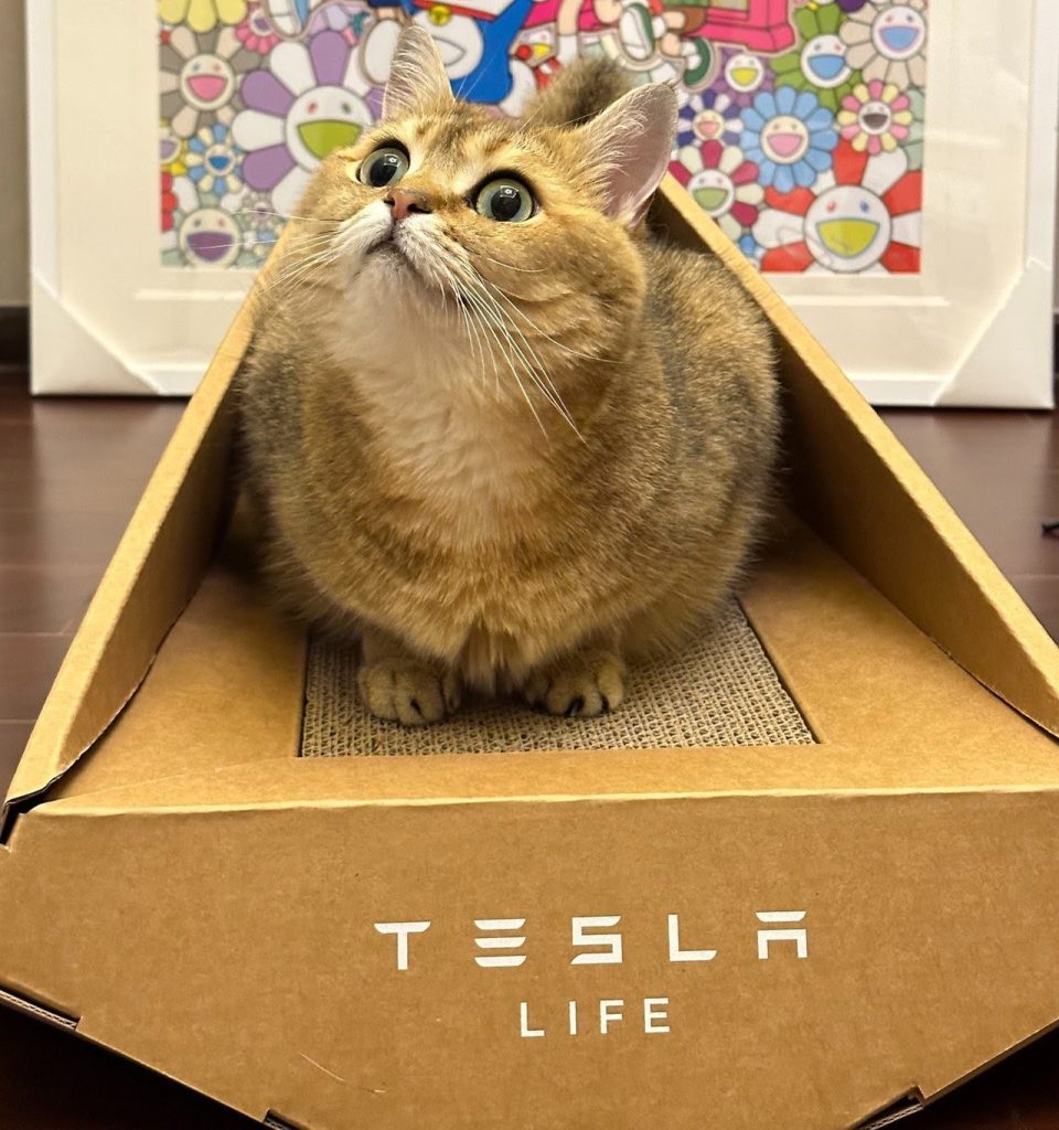 Tesla's New Invention:Cybertruck Cat Tray That Your Pet Can Use To Poop And Sleep